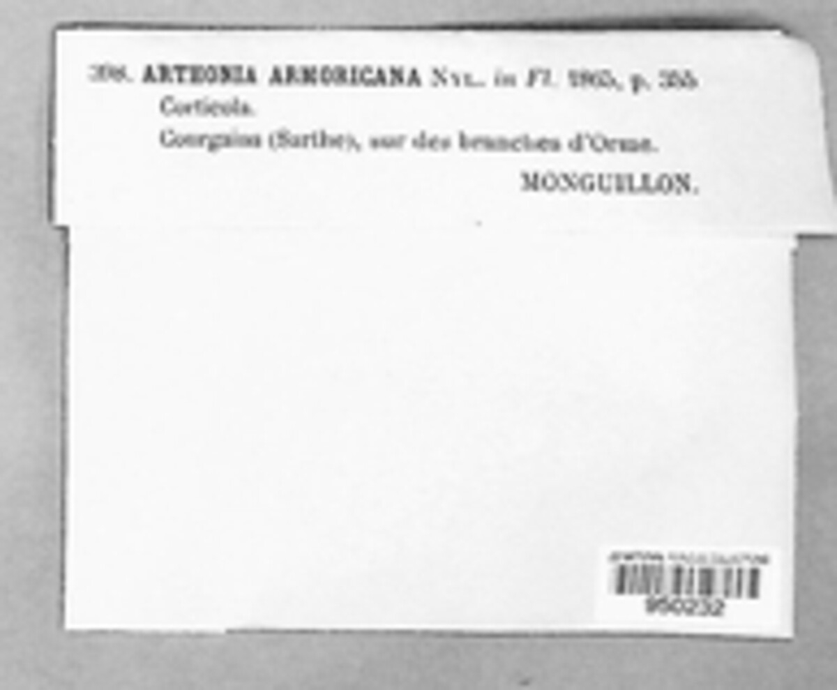 Synarthonia astroidestera image
